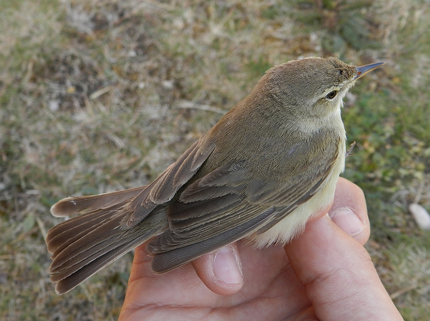 Booted Warbler 